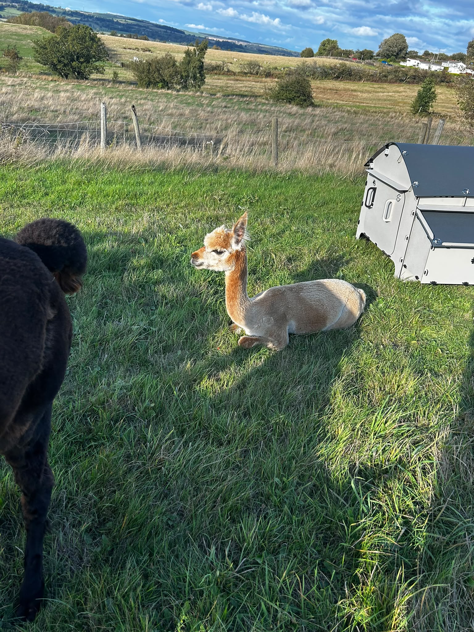 Audrey the young alpaca